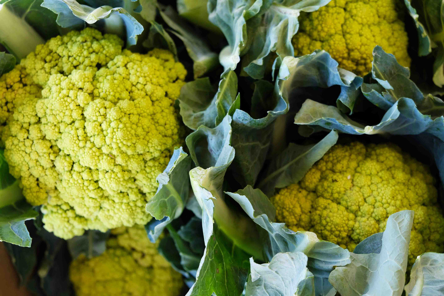 Close up of stacked cauliflowers