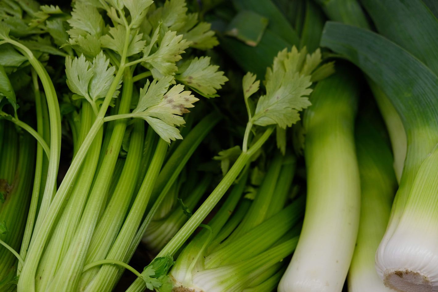 Close up of celery and leeks laying together